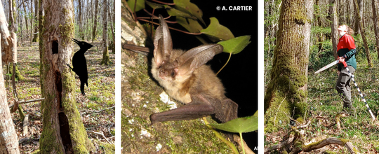 Contrat forestier Voutenay-sur-Cure