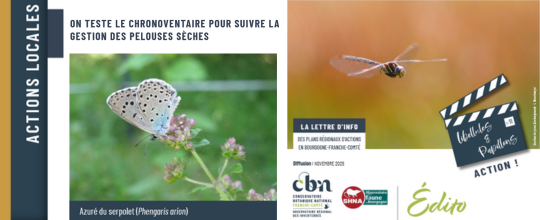 Publication papillons