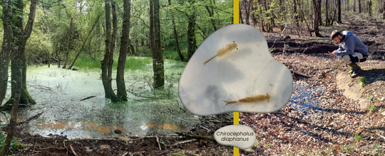 Stage gestion biodiversité des mares forestières