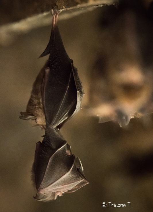 Petit rhinolophe ©ThomasTricone