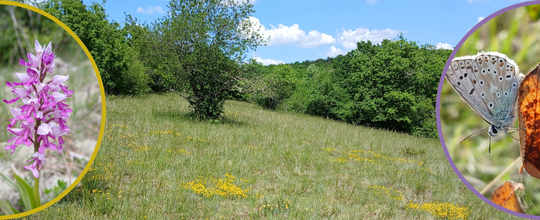 Contrat Natura 2000 pelouse sèche Precy-le-Sec