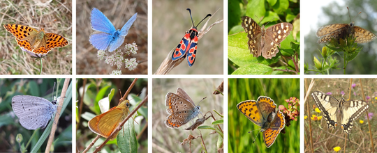 Comptage papillons